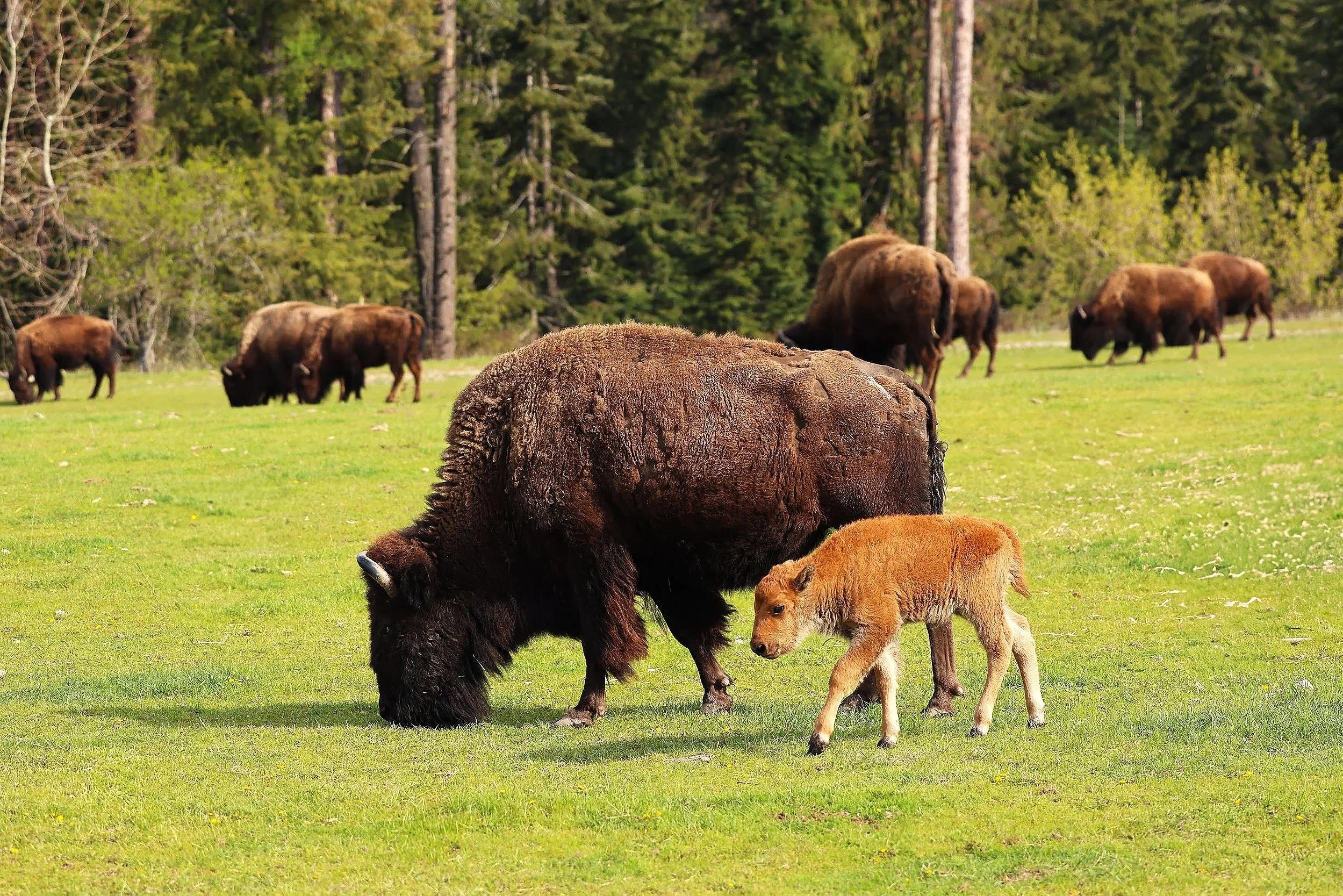 Bison Rodeo Harlow Ranch Bison Co. in NW Montana