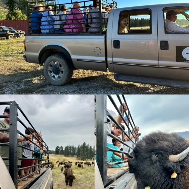 Bison Ranch Tour — Harlow Ranch Bison Co. in NW Montana