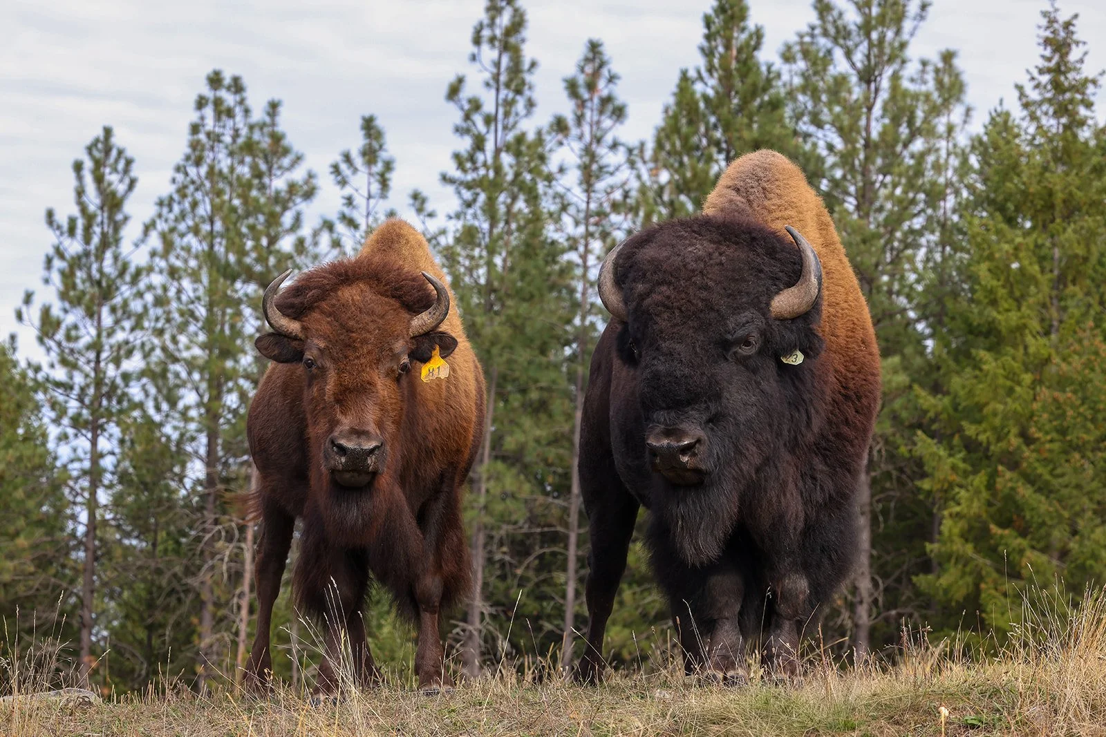 Bison Photography2026-10-08 at 4.54.25 PM 7_websize.jpg