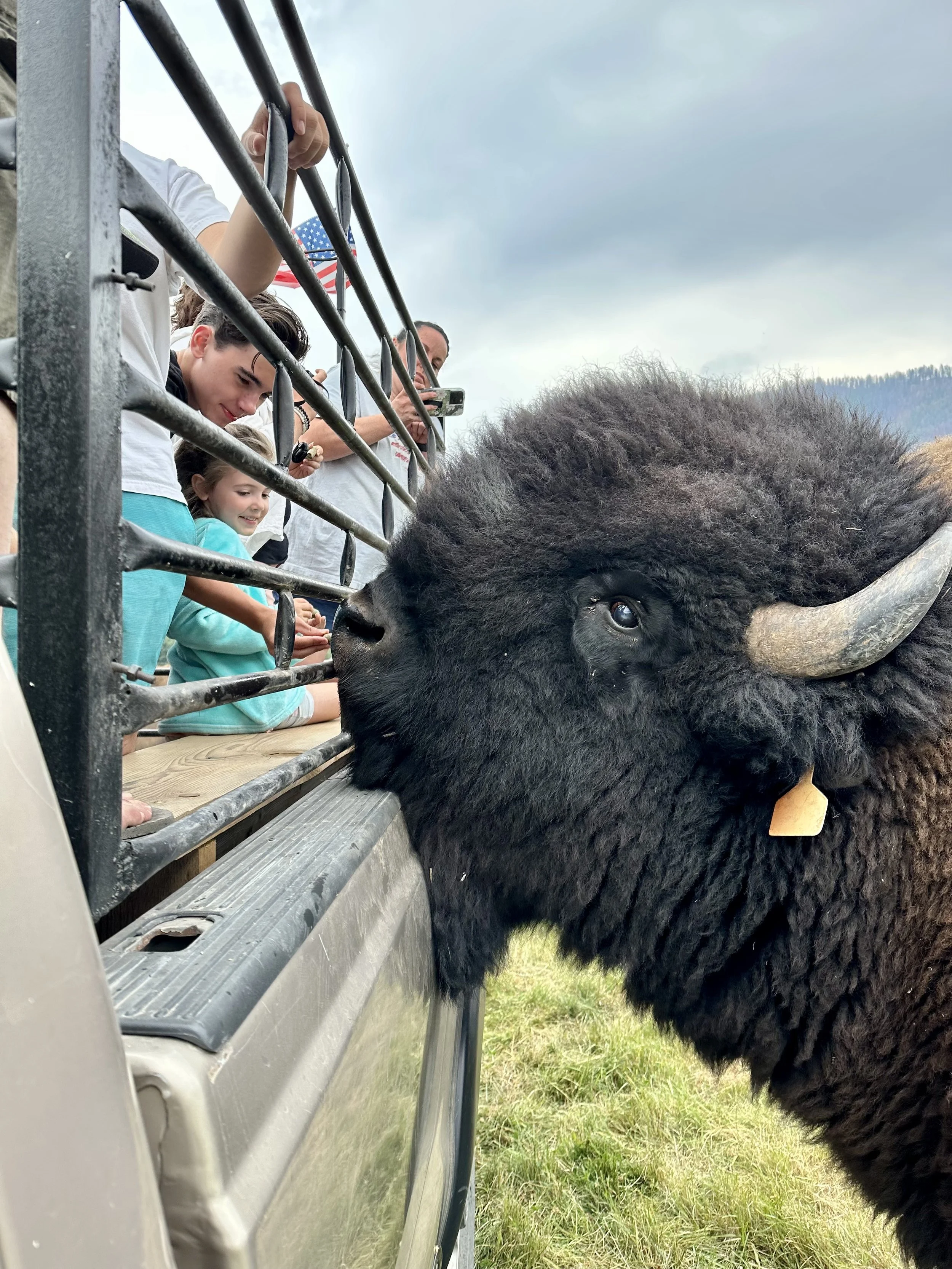 Book A Bison Ranch Tour! — Harlow Ranch Bison Co. in NW Montana
