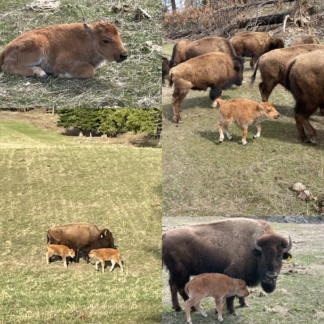 Ranch news Spring 2023 — Harlow Ranch Bison Co. in NW Montana
