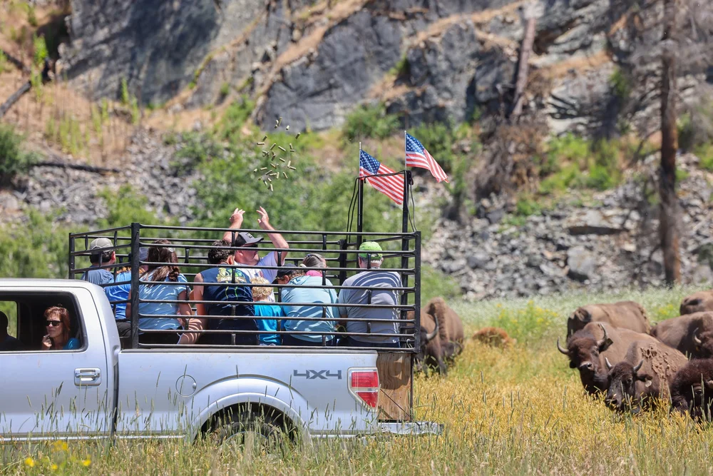 Book A Bison Ranch Tour! — Harlow Ranch Bison Co. in NW Montana