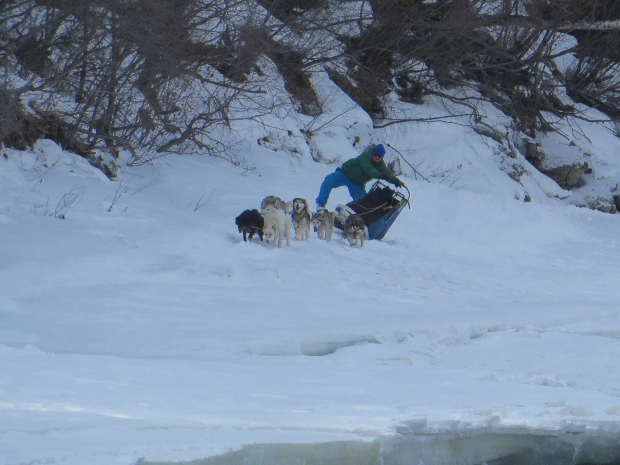 dogsled.jpg