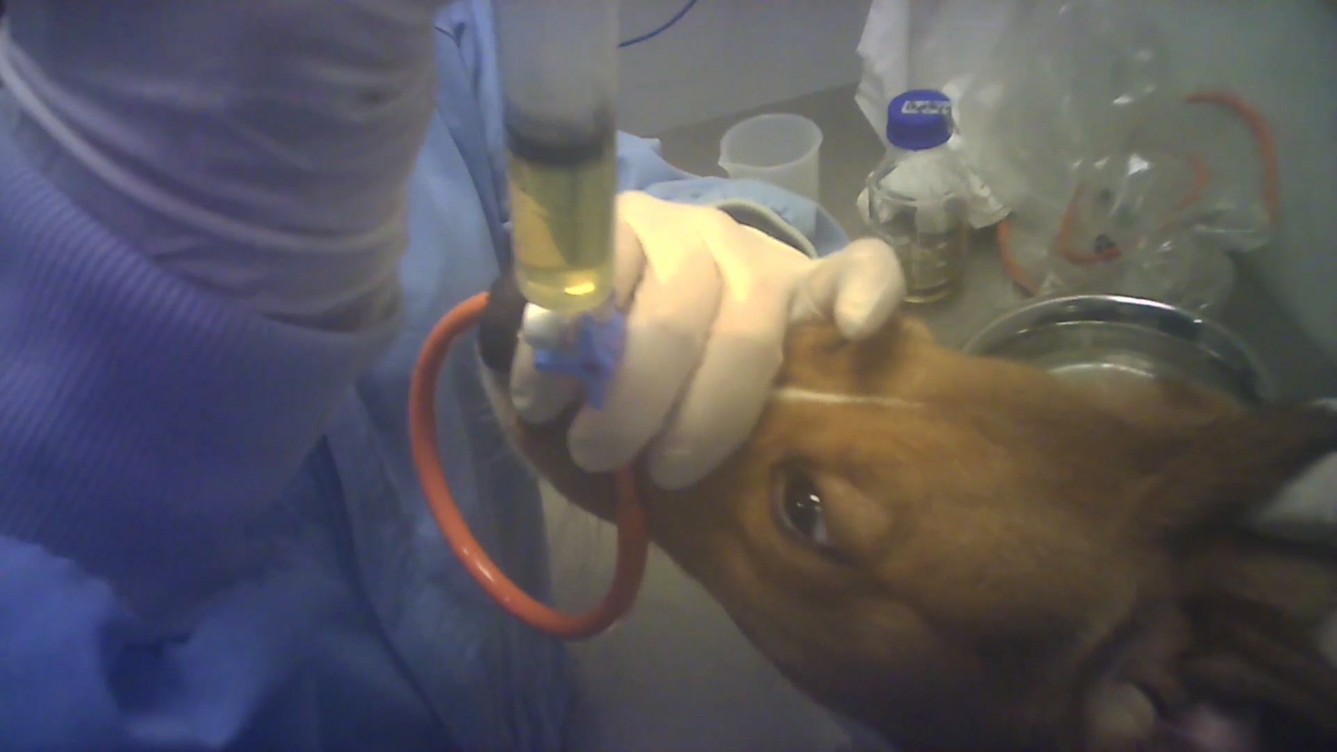CFI SPAIN dog injection.jpg