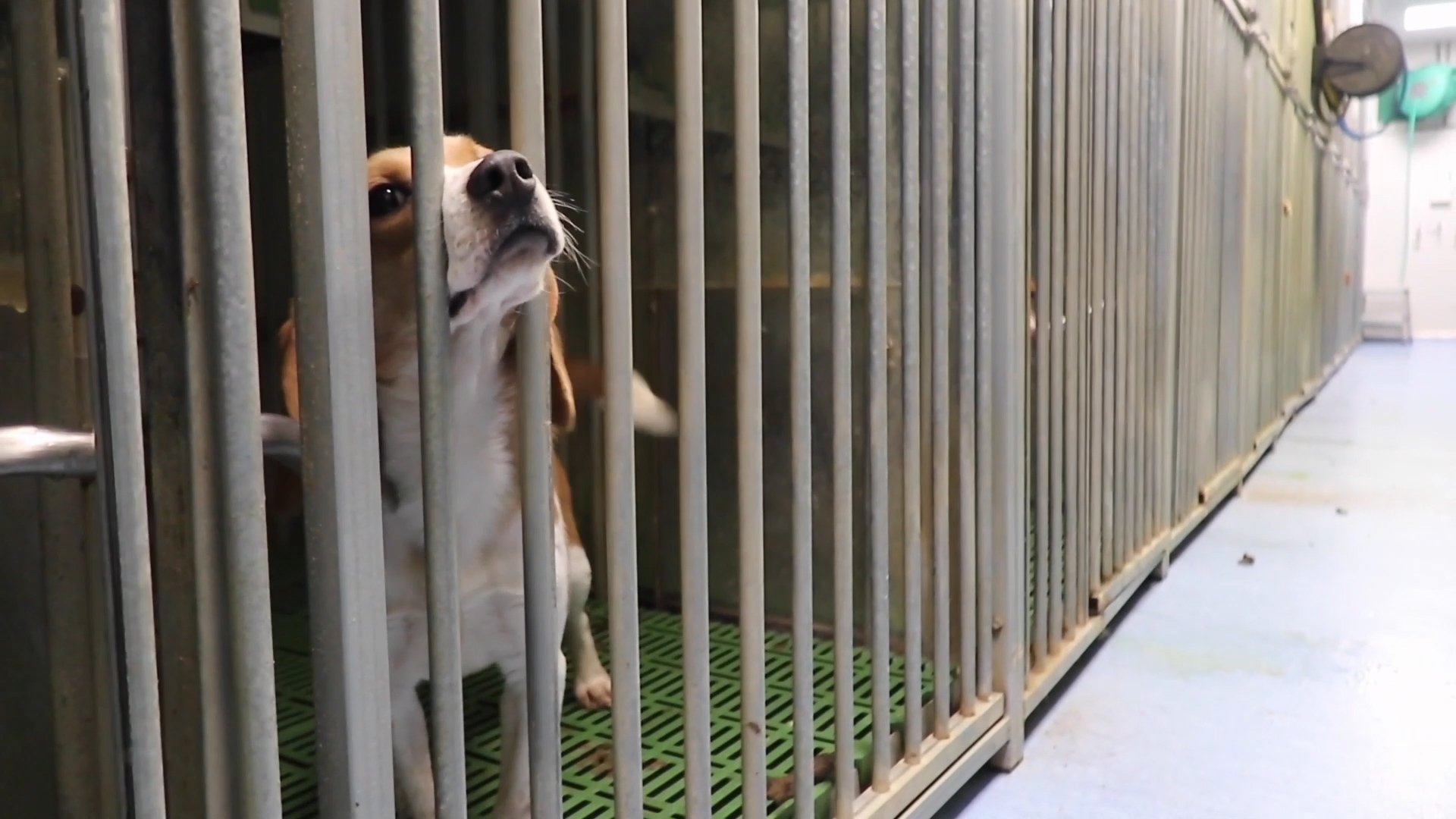 CFI SPAIN Dog cage.jpg