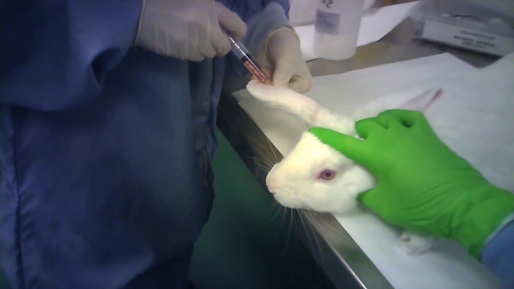 CFI SPAIN Rabbit injection.jpg