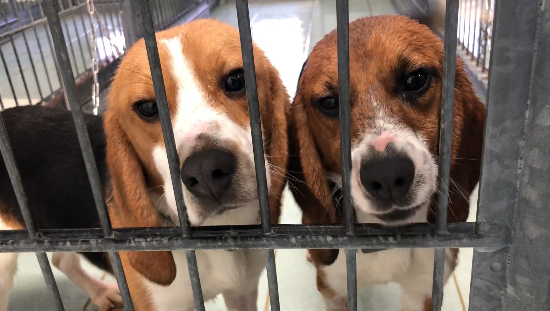 Beagles-close-ups in pens-36836-IMG_0012.MOV-.mp4.00_00_17_04.Still001.jpg