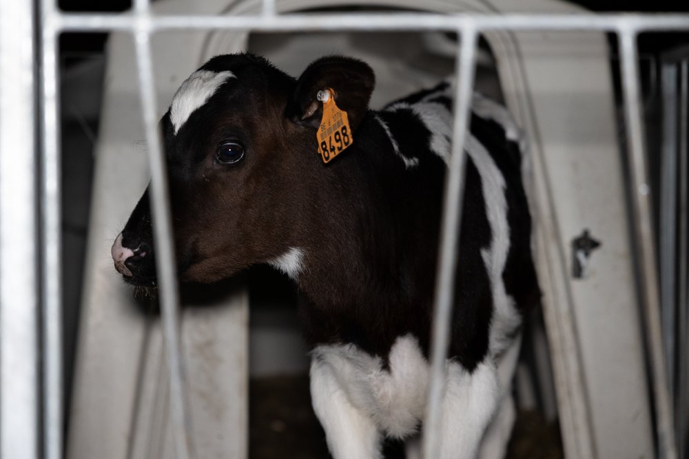 dairy calf in hutch 2.jpg
