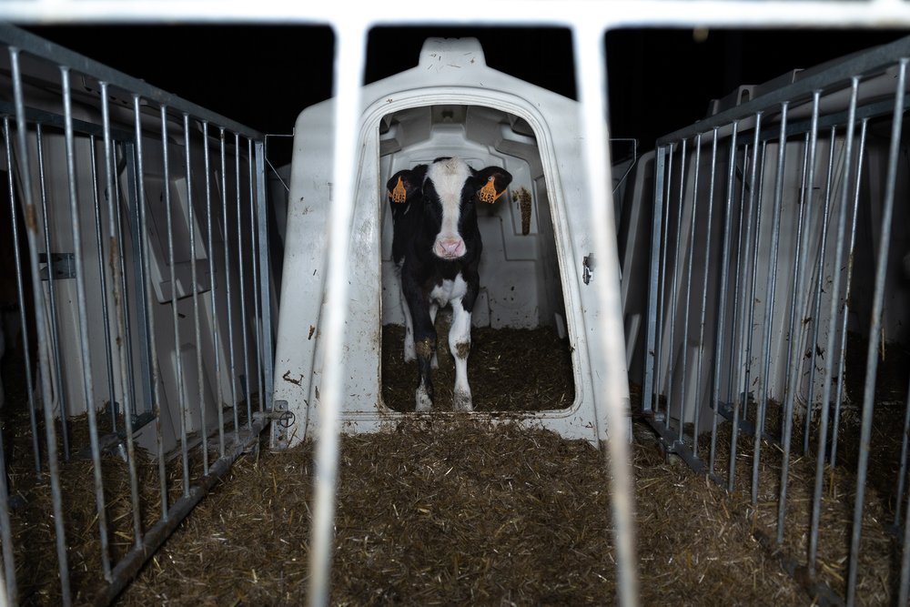 dairy calf in hutch symentry.jpg