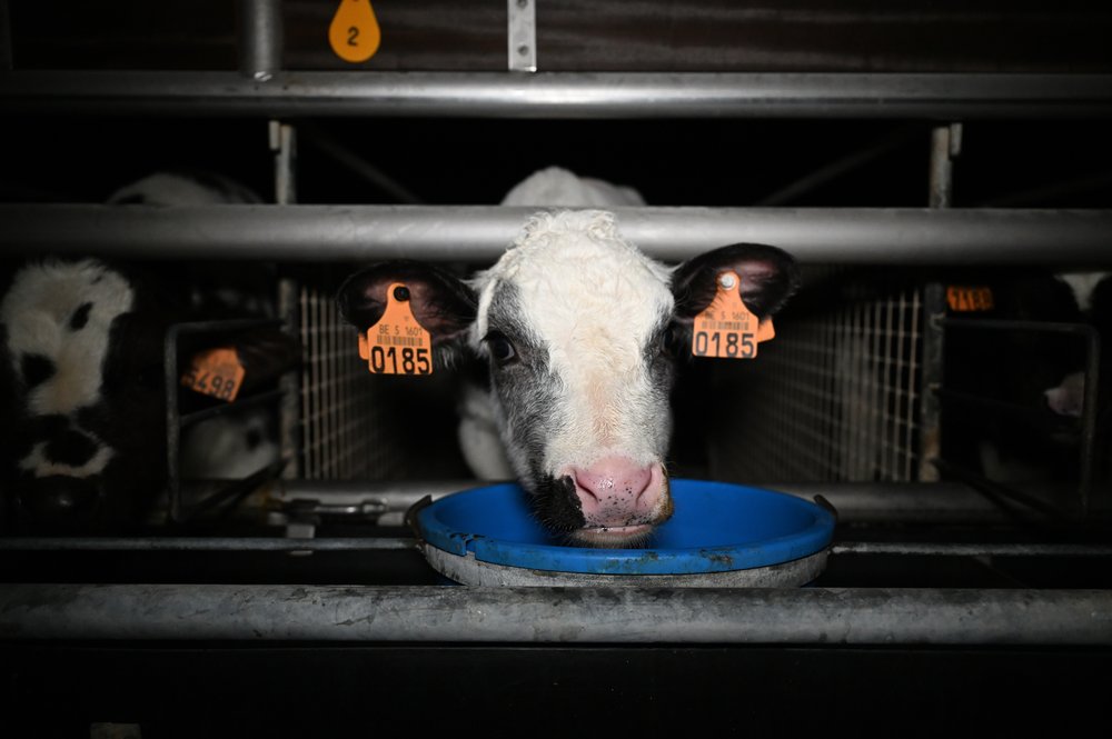 Veal calf bucket front on.jpg