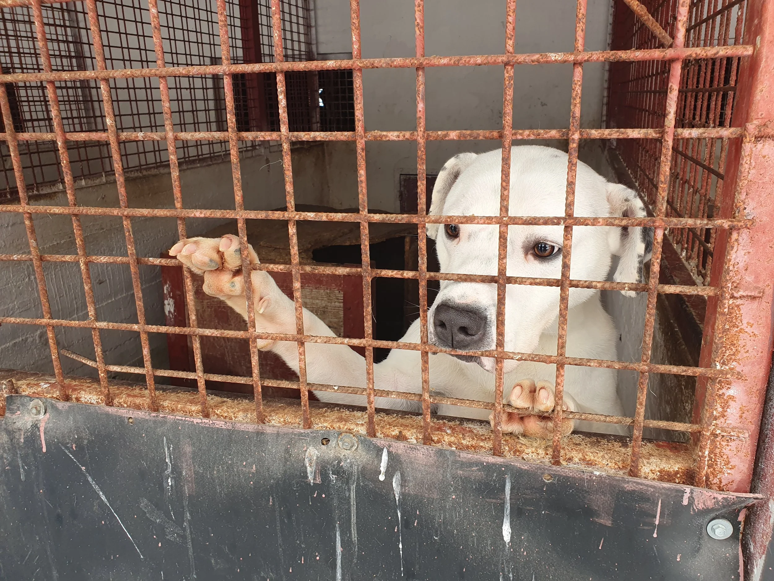 Romania Public Dog Shelters