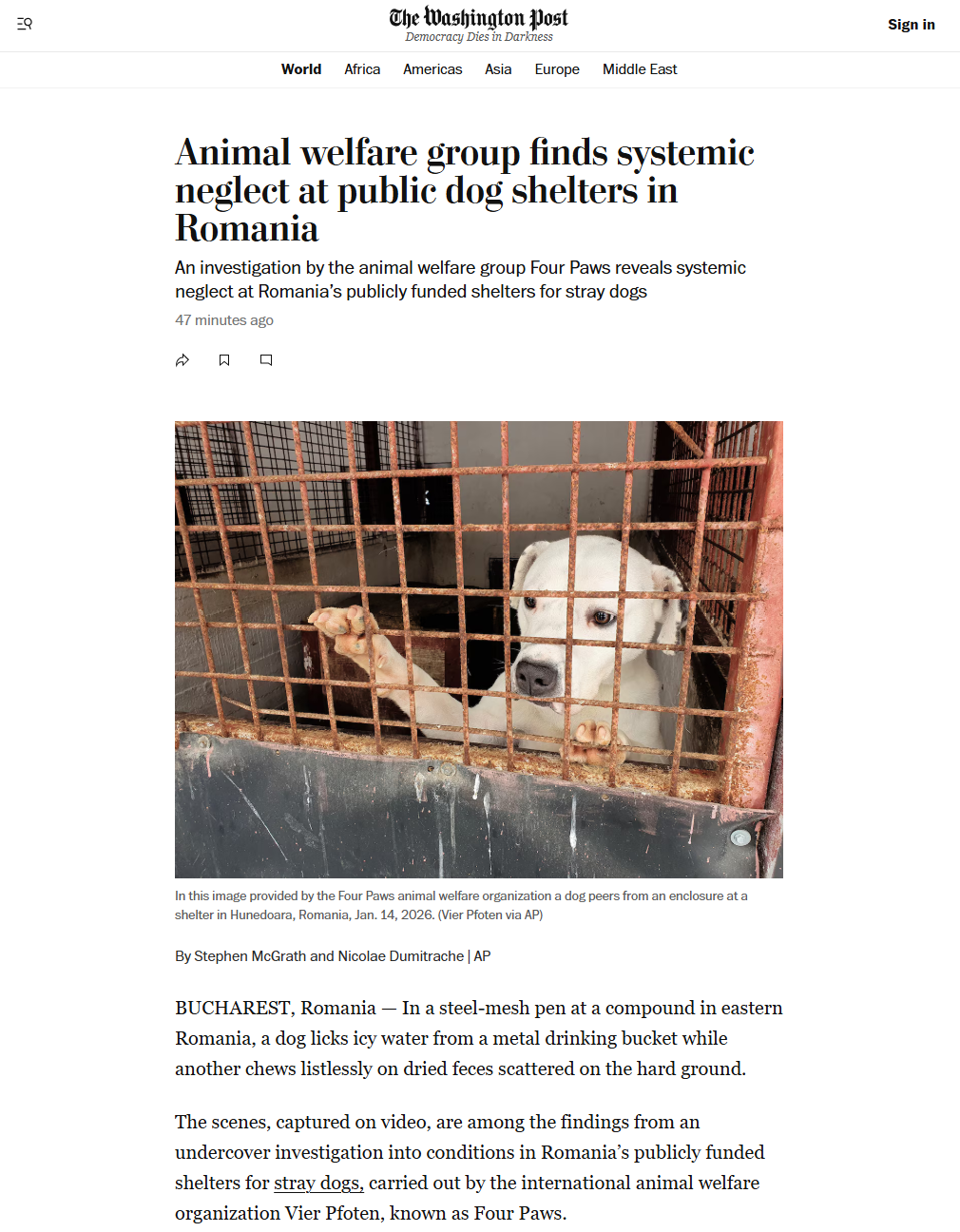 Undercover Investigation into Romania's Public Dog Shelters Generates Global Media Attention