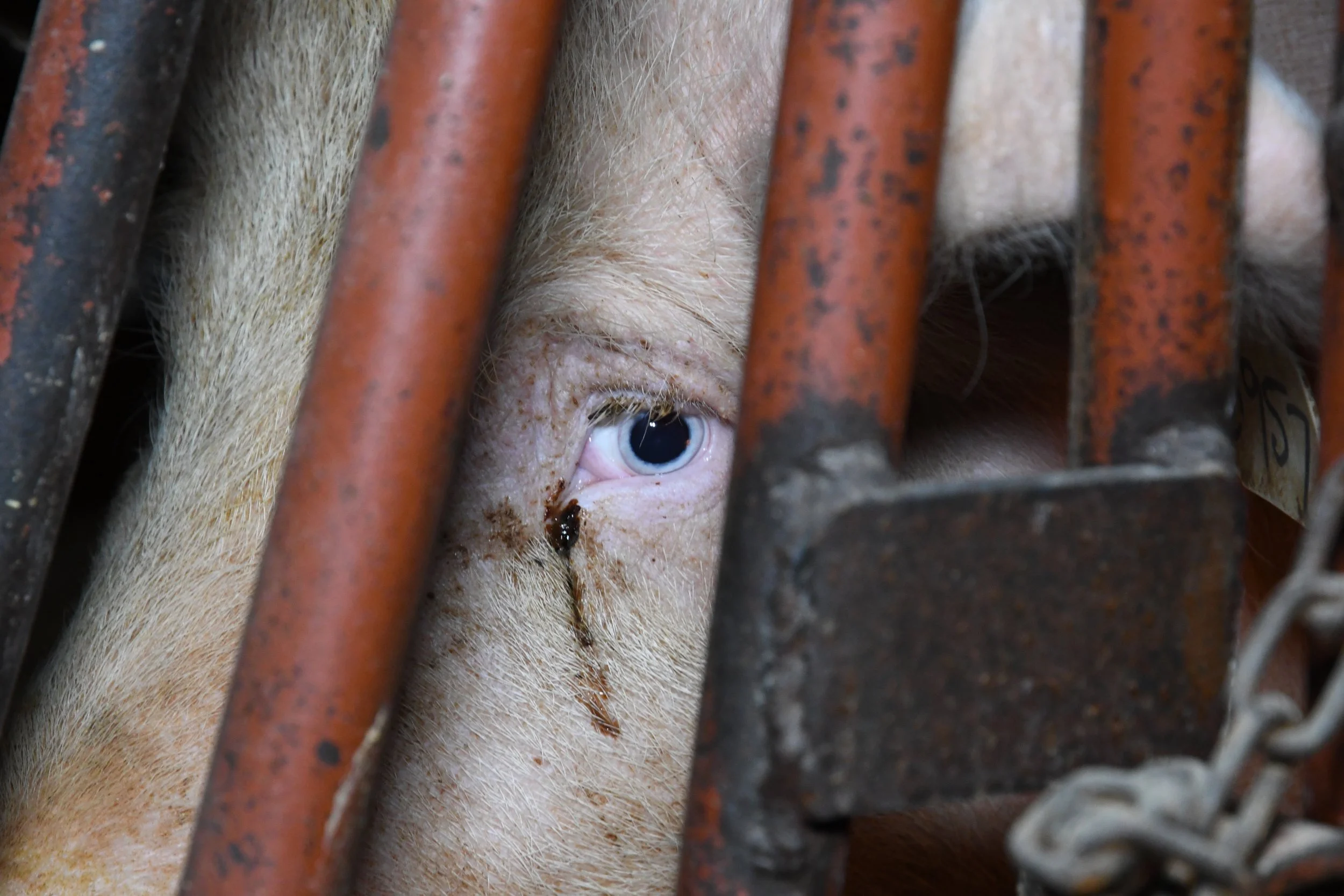  One step closer to ending cages