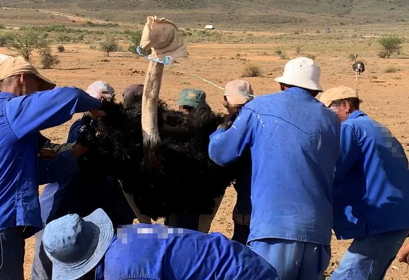 Blood Feathers: Investigating the Ostrich Feather Industry