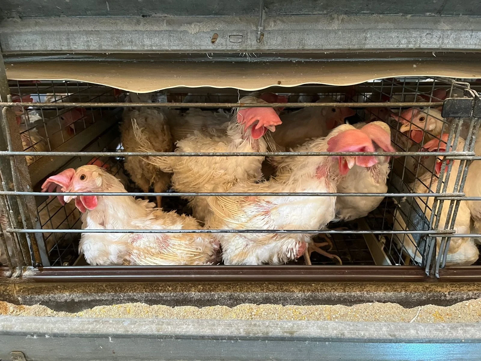 Exposing Caged Egg Production in Chile