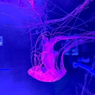 IMG_9516.jpeg