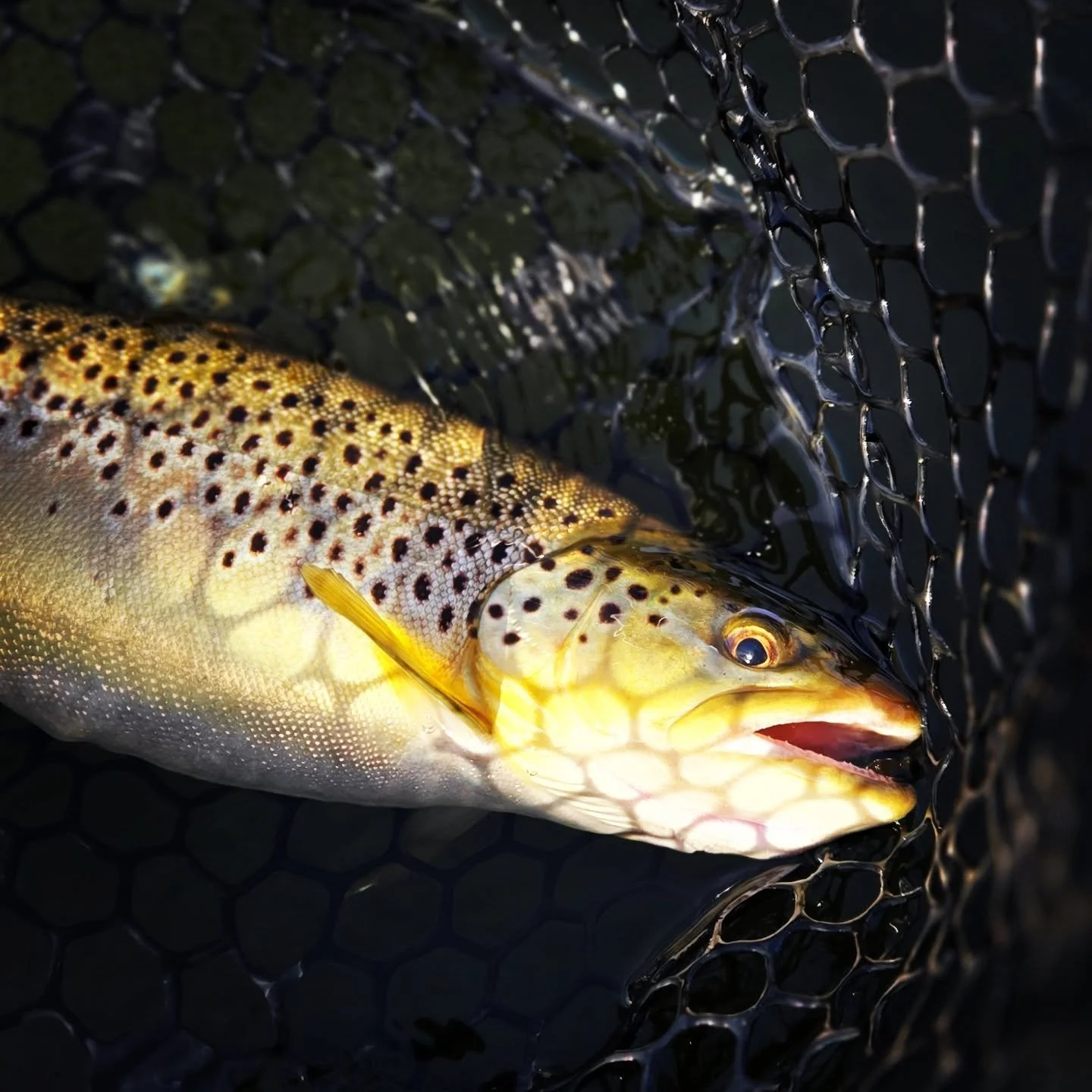 The fish are getting fat and happy this winter. Let's go chase some!

#flyfishing #uppercumberland #middletennesseeflyfishing #nashville_tn

@orvisflyfishing
@scientificanglers
@orvisnashville