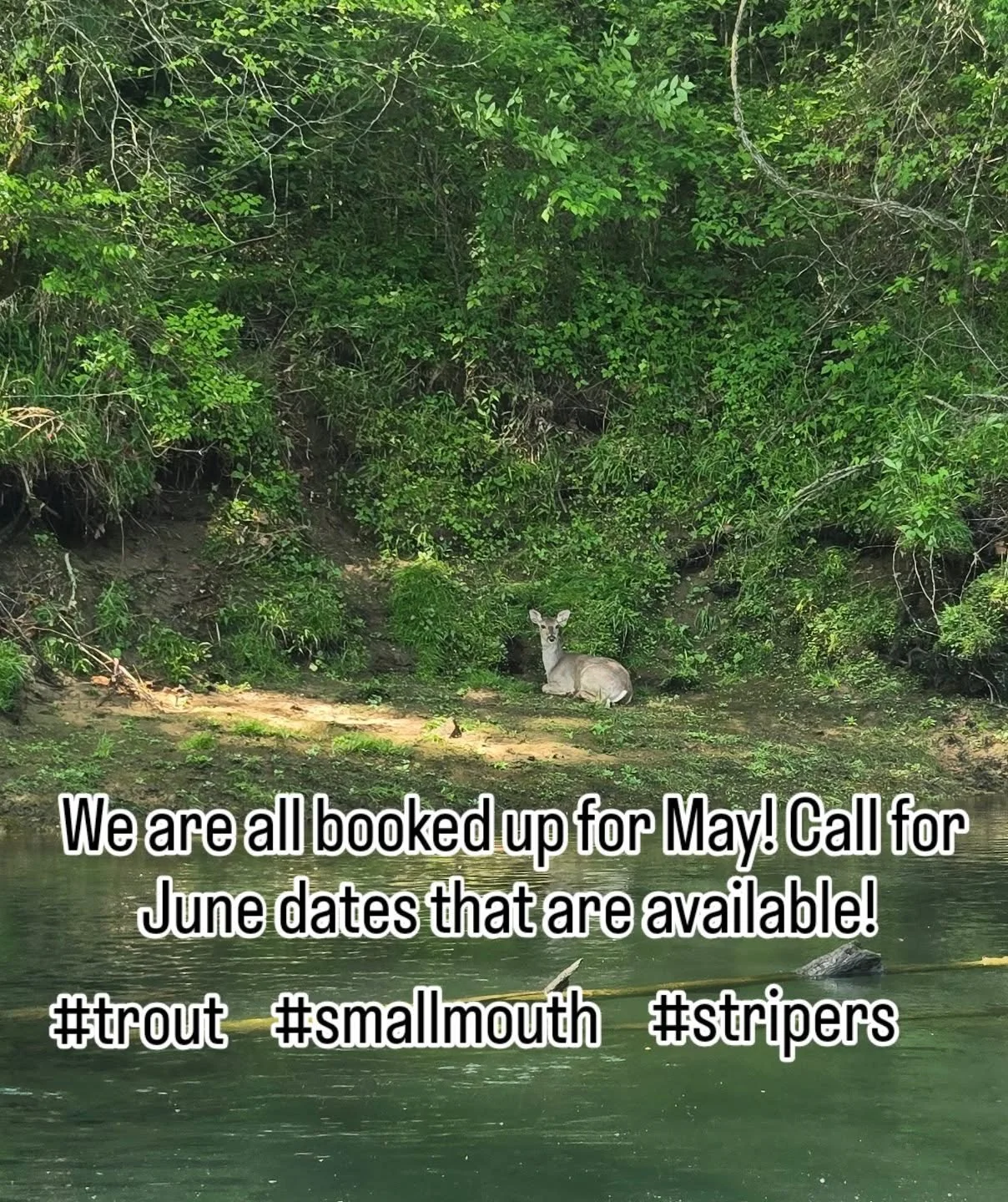 We are all booked up for May! But give me a call and I can try and can find a guide for you. But in the mean time don't let spring and summer slip away. Book your trip ASAP! I have some June weekdays still on the table!

#flyfishing #uppercumberland 