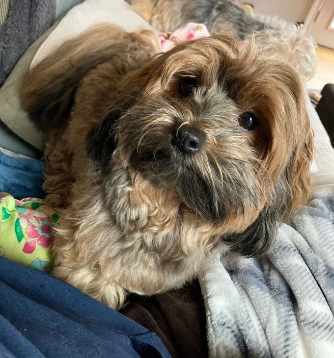 A small, fluffy dog with a black nose and expressive eyes, lying on a person's lap surrounded by blankets.