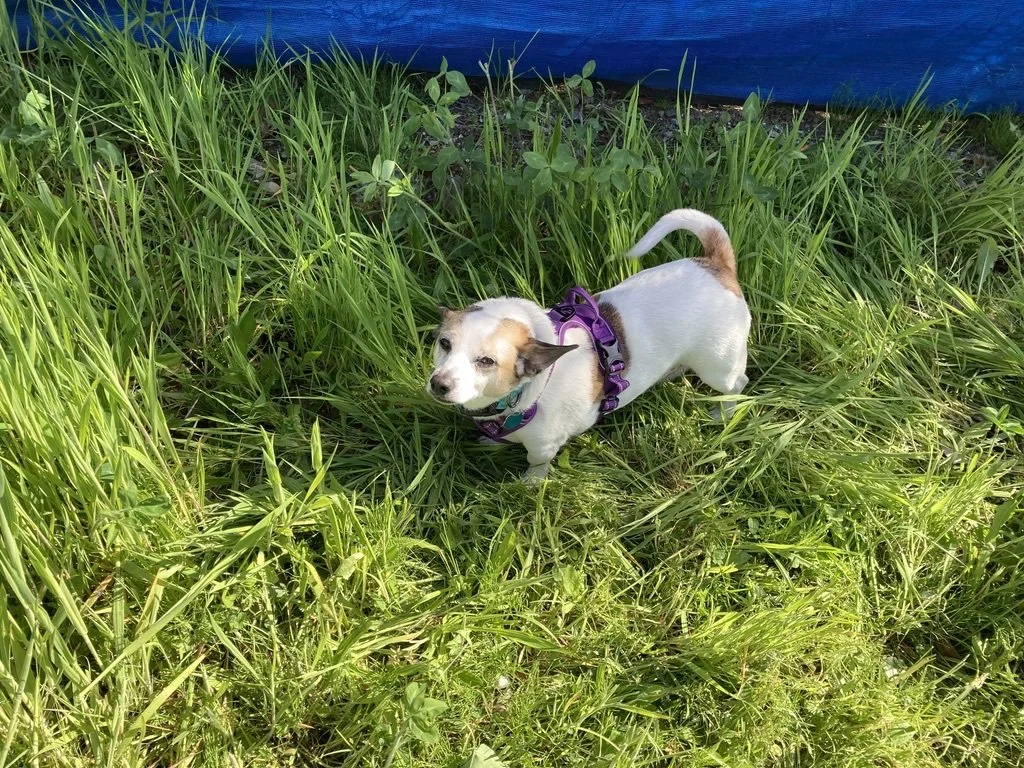 Small dog at doggie (dog) daycare in Seattle.