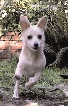 Small boarding dog running in yard