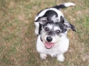 Sharp Dogs Seattle offers dog training classes (such as a class for reactive dog and leash walking for puppies, and playtimes for small dogs. We also focus on behavior problems in dogs