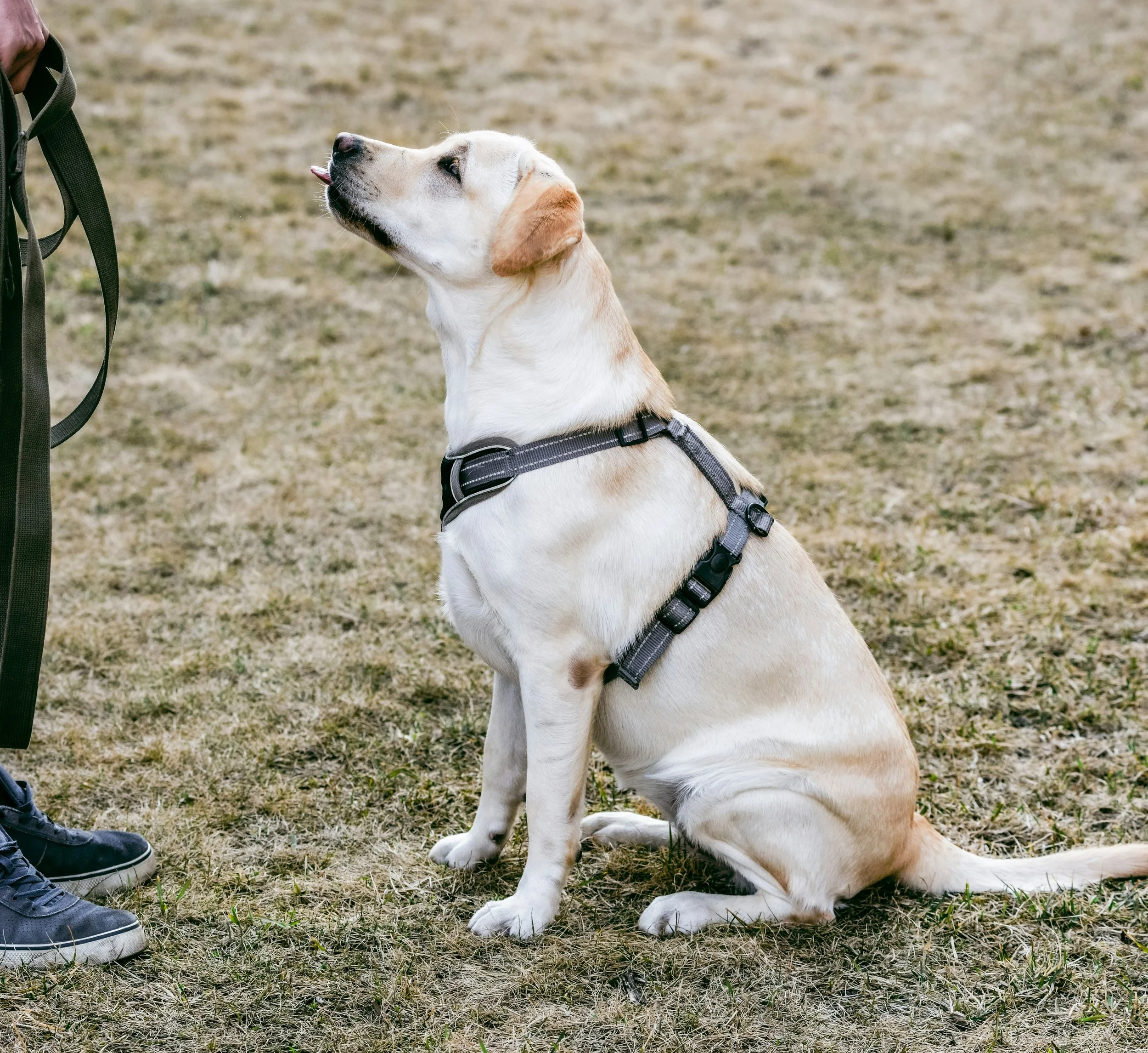 Labrador retriever sitting on grass, wearing a harness, looking up at person