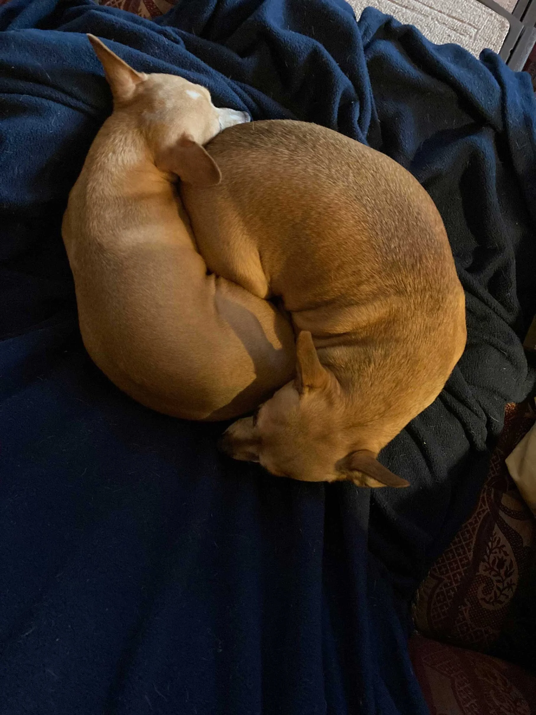 We adopted one of Julie’s foster dogs, now named Crouton. We were impressed with the calm, loving interactions between him and Julie. We were happy to have a knowledgable professional to guide us.

Recently (2023), we adopted Macaron and she came wit