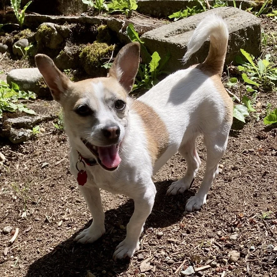 Julie Sharp's Foster dog terrier waiting for Seattle dog rescue adoption. We can help with newly-adopted dogs and puppies that you just adopted.