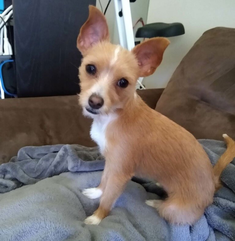 Julie helped us train our rescue, and I'm so grateful. Not only did she help us teach basic behaviors to our pup and handle reactivity, but she also helped us build a happier and stronger relationship with our dog. We still use the skills she taught 