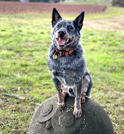 This herding breed cattle dog was trained in basic manners and obedience classes but needed help with coming when called, barking at other dogs, and nipping. Private training with Sharp Dogs Seattle solved these issues.