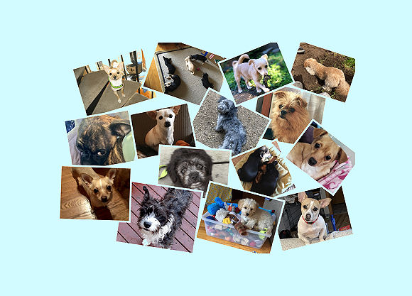 Fostering rescue dogs is very rewarding