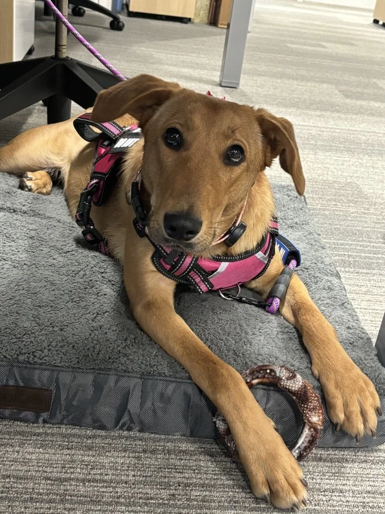 This large dog is a newly-adopted rescue dog who needed some basic training once he was adopted. He was also reactive on-leash. 
He used to bark and lunge reactive towards other dogs on his walks. Training and behavioral training changed his behavio