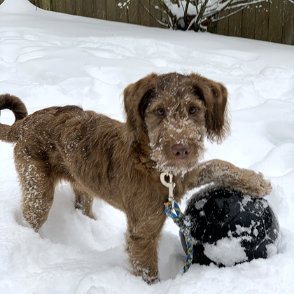 Adolescent dog learning impulse control, no jumping, and how to calm down