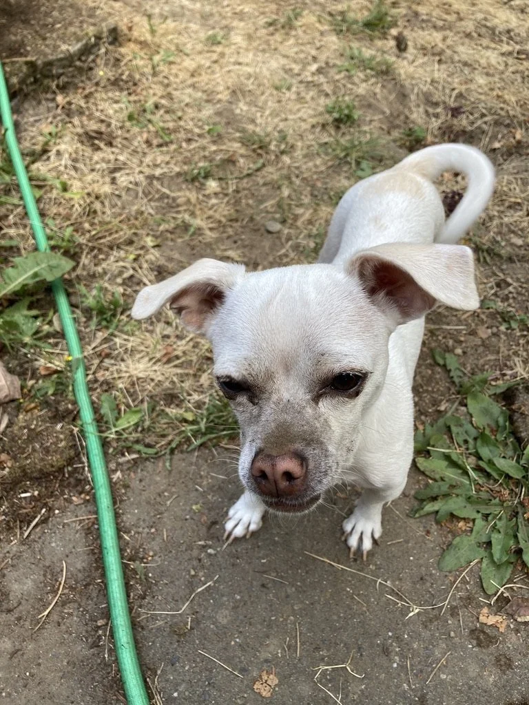 Dog training help with problem behaviors, Add enrichment activities and games to help your dog, hyper dog, adolescent teen dog, direct their energy in a positive way. Brain games and puzzles are great for that