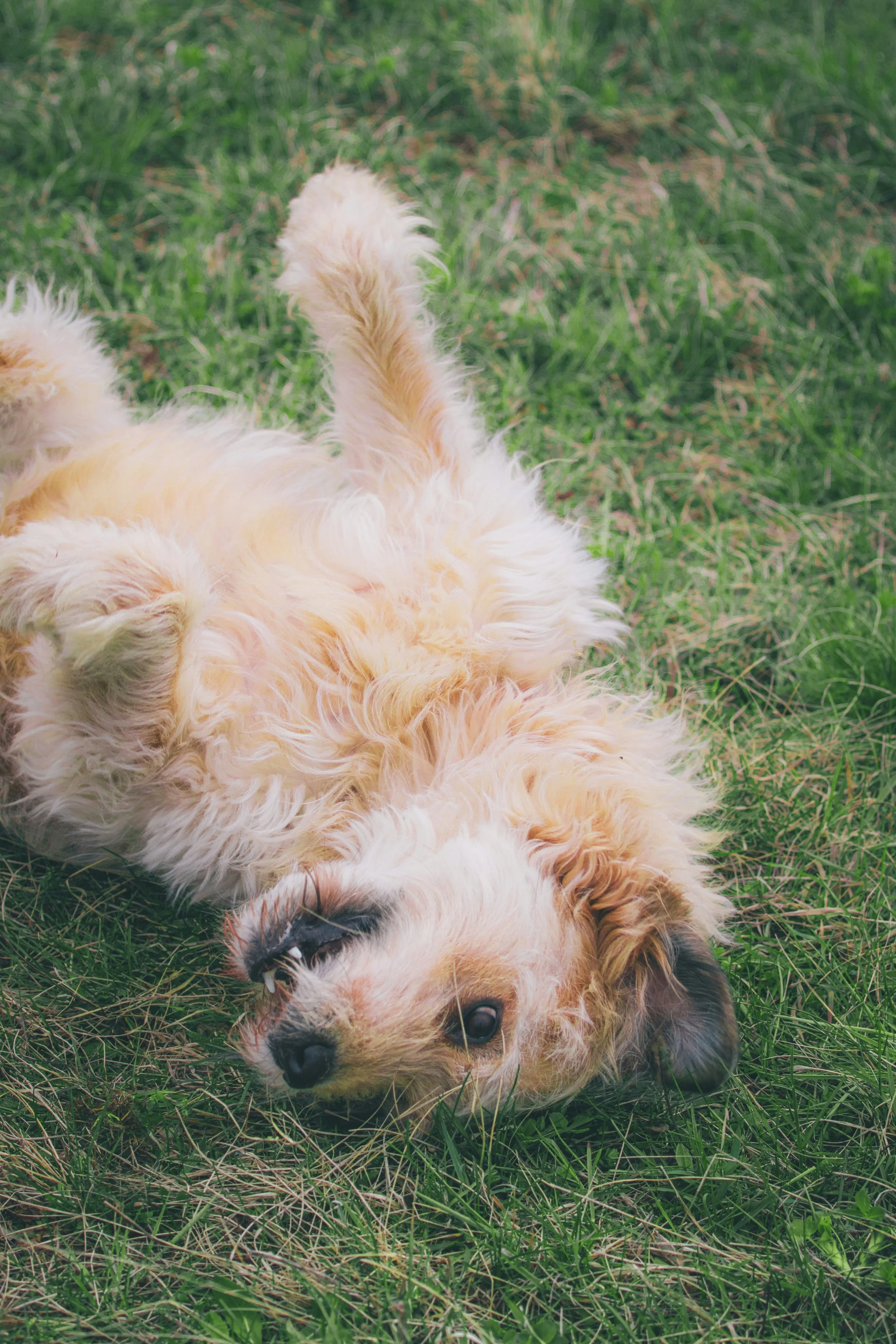 Boarding dog take a break for playtime in Seattle.
Board and train learning basic manners and obedience.