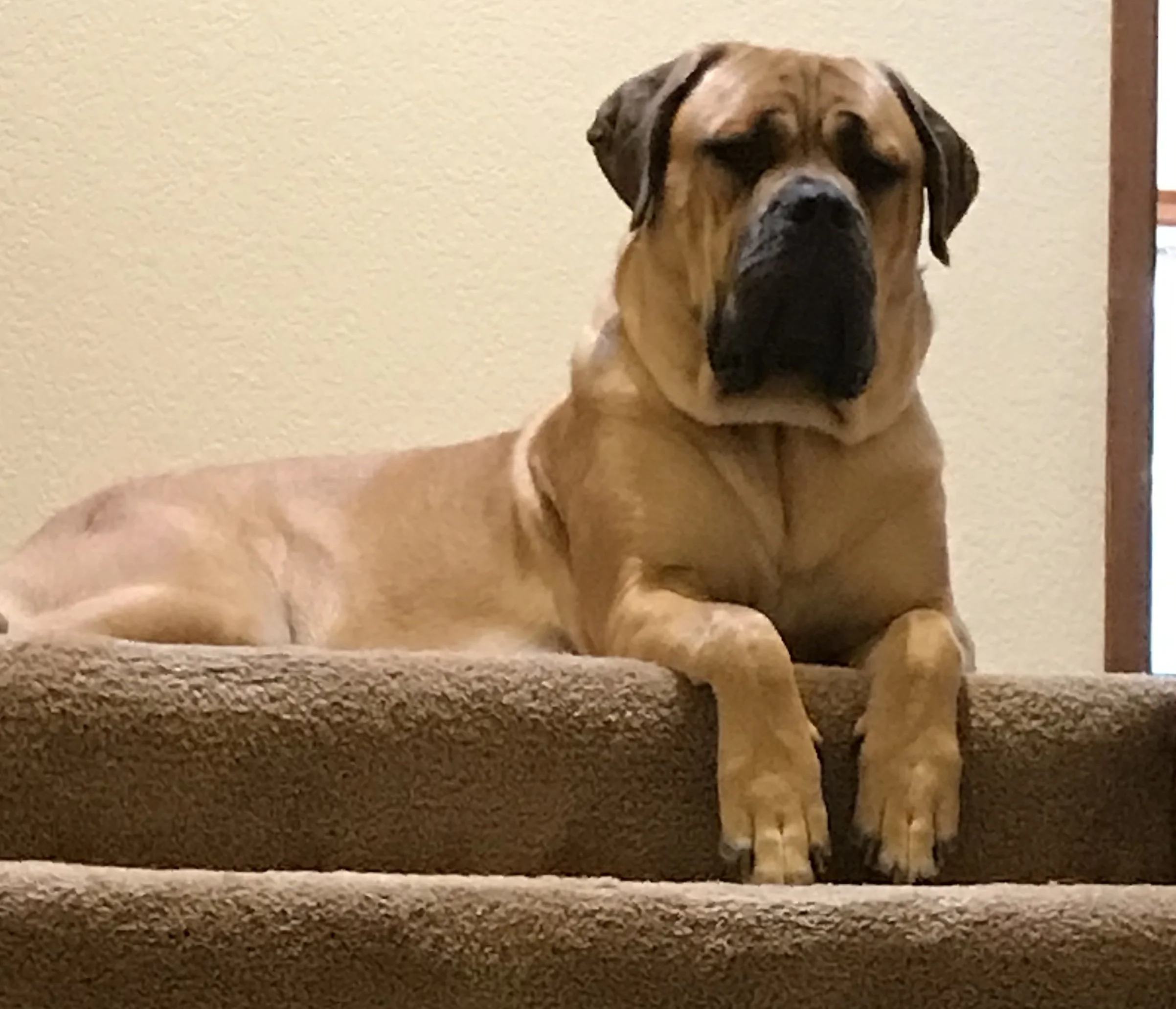 Big dog learned to stay wait with dog training in Seattle in a manners obedience class at Sharp Dogs Seattle