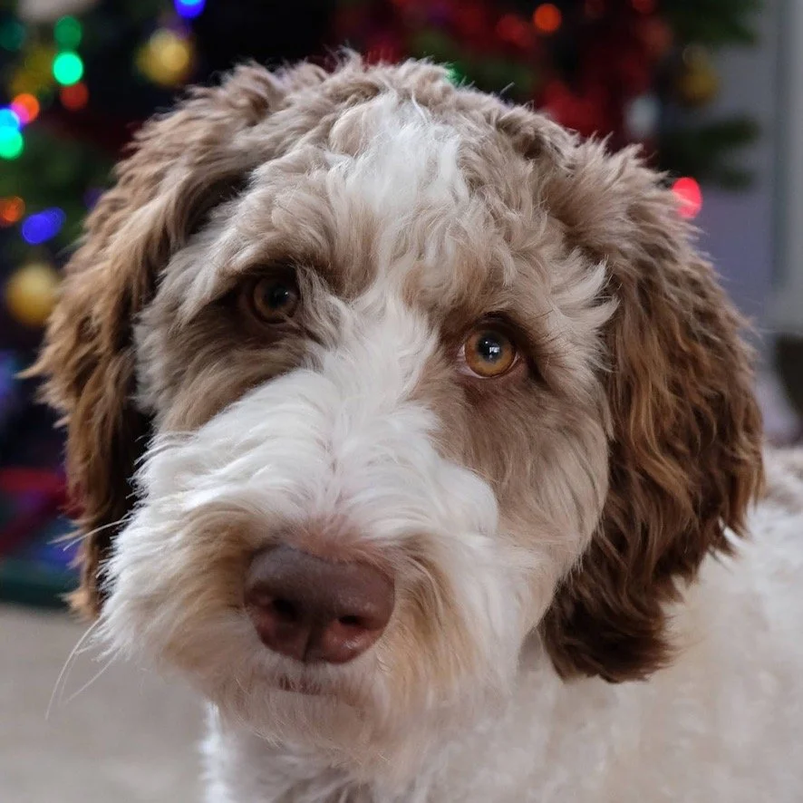 Puppy socialization by introducing puppies and kids Under-socialized puppies can be under-socialized dogs. Socialization for dogs and people is important Include playdates, trips to dog-friendly stores and dog-friendly restaurants in Seattle