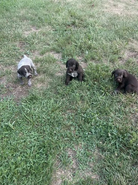 Five females and three males