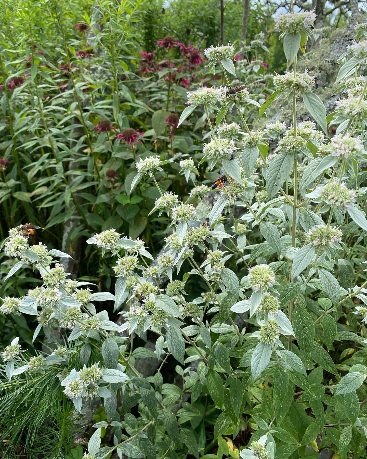 Incredible pollinator plant-mountain mint. Too hard to count all the different bees, wasps, and butterflies buzzing away. And a few more before and afters. Enjoy!