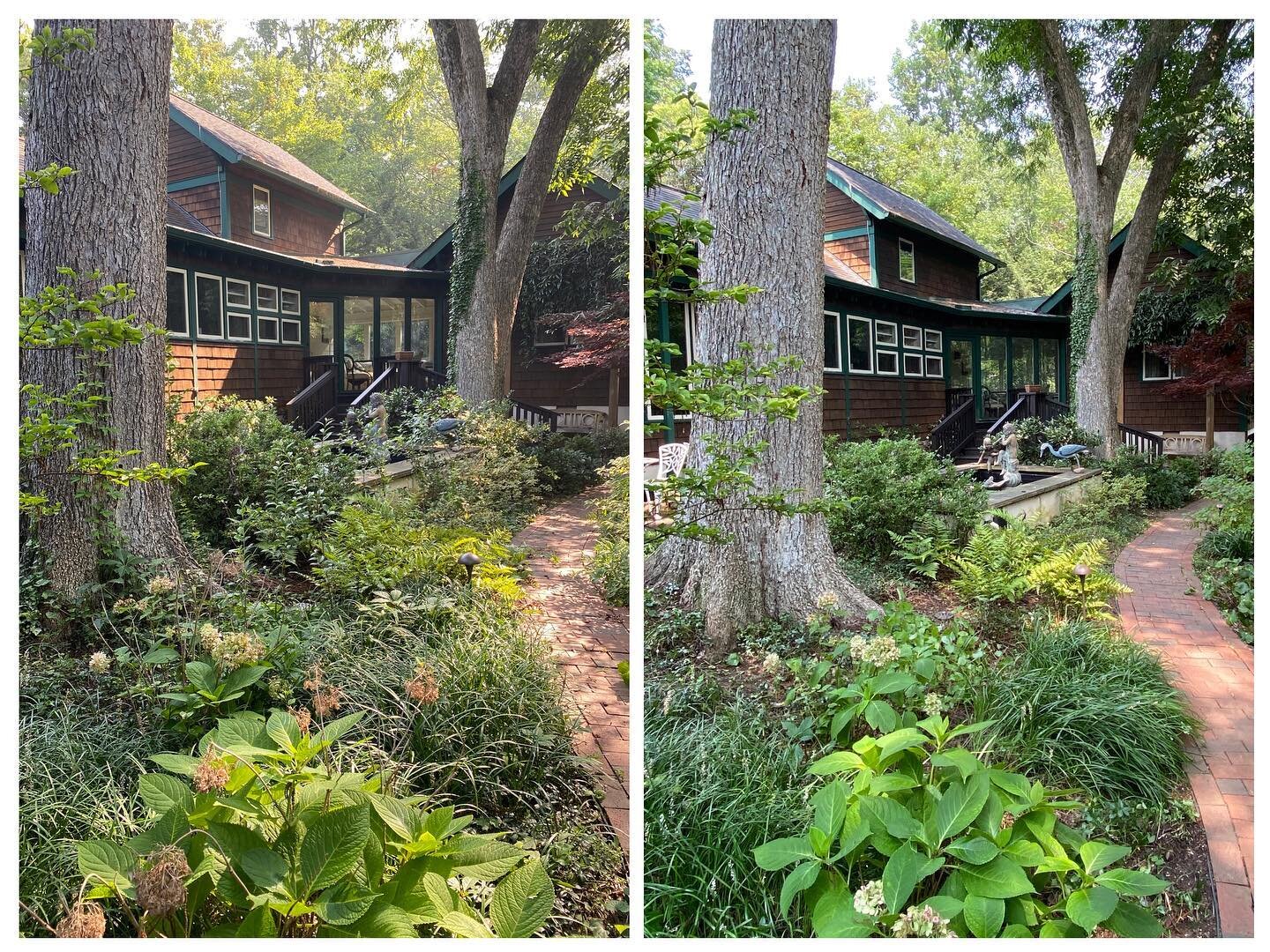 Before and after of today&rsquo;s garden transformation 💚 This courtyard garden needed a lot of weeding and editing of overgrown vines. More work is needed, but 🤩 for today!!