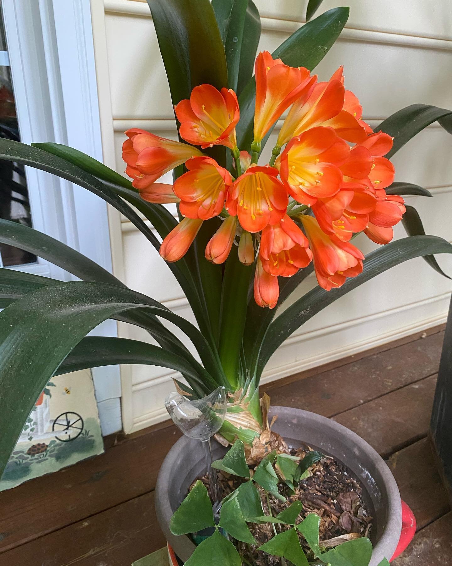 First Clivia bloom of the summer. Over wintered Clivia s usually put out blossoms once I bring them@out to the front porch. This baby is from My great grandfather George&rsquo;s Clivia plant.