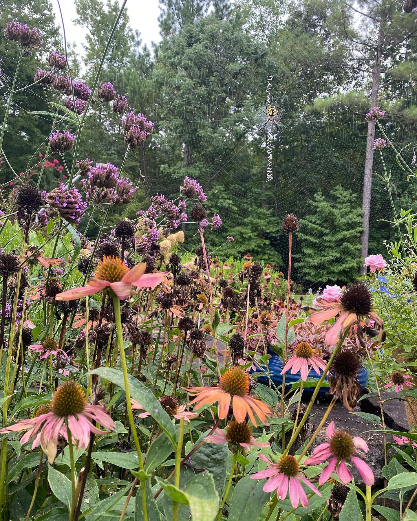 Time to celebrate our garden helpers! Having a healthy, balanced garden includes ALL the creepy crawlies, and we especially love seeing yellow orb weavers this time of year.