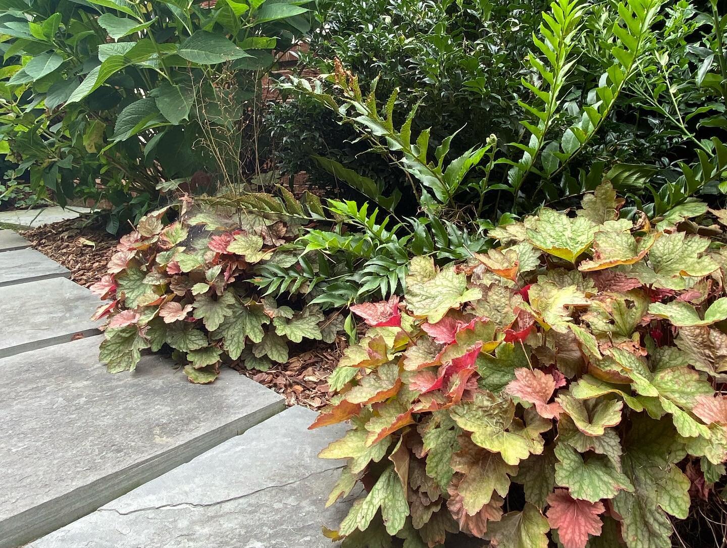 Contrasts in the same garden. Calm, muted entrance walk leads to a riot of hot, color pops poolside! We&rsquo;re really pleased with the petunias this year.