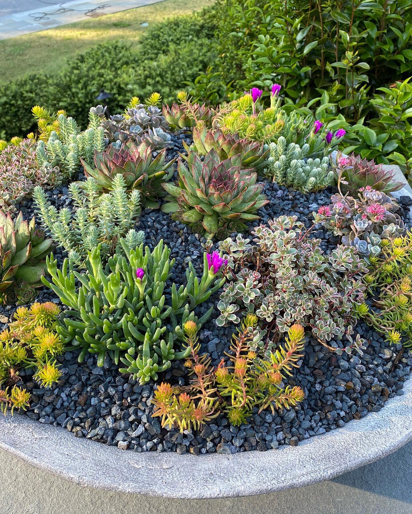 Recall our spring obsession with sedums?  Still growing strong in early October! Minimal extra watering and full baking sun.