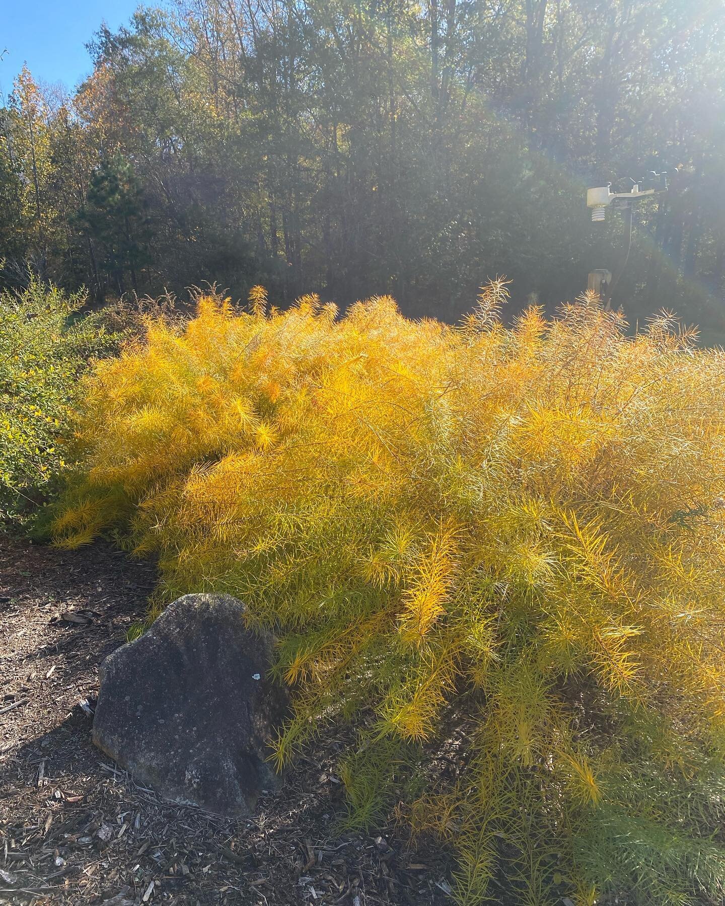 Amsonia is an incredible showstopper in the fall! 💛🧡 However, you&rsquo;d better be sure you plant it in the place you intend it to be FOREVER. Digging out a rootball later is not for the faint of heart or weak of back!
