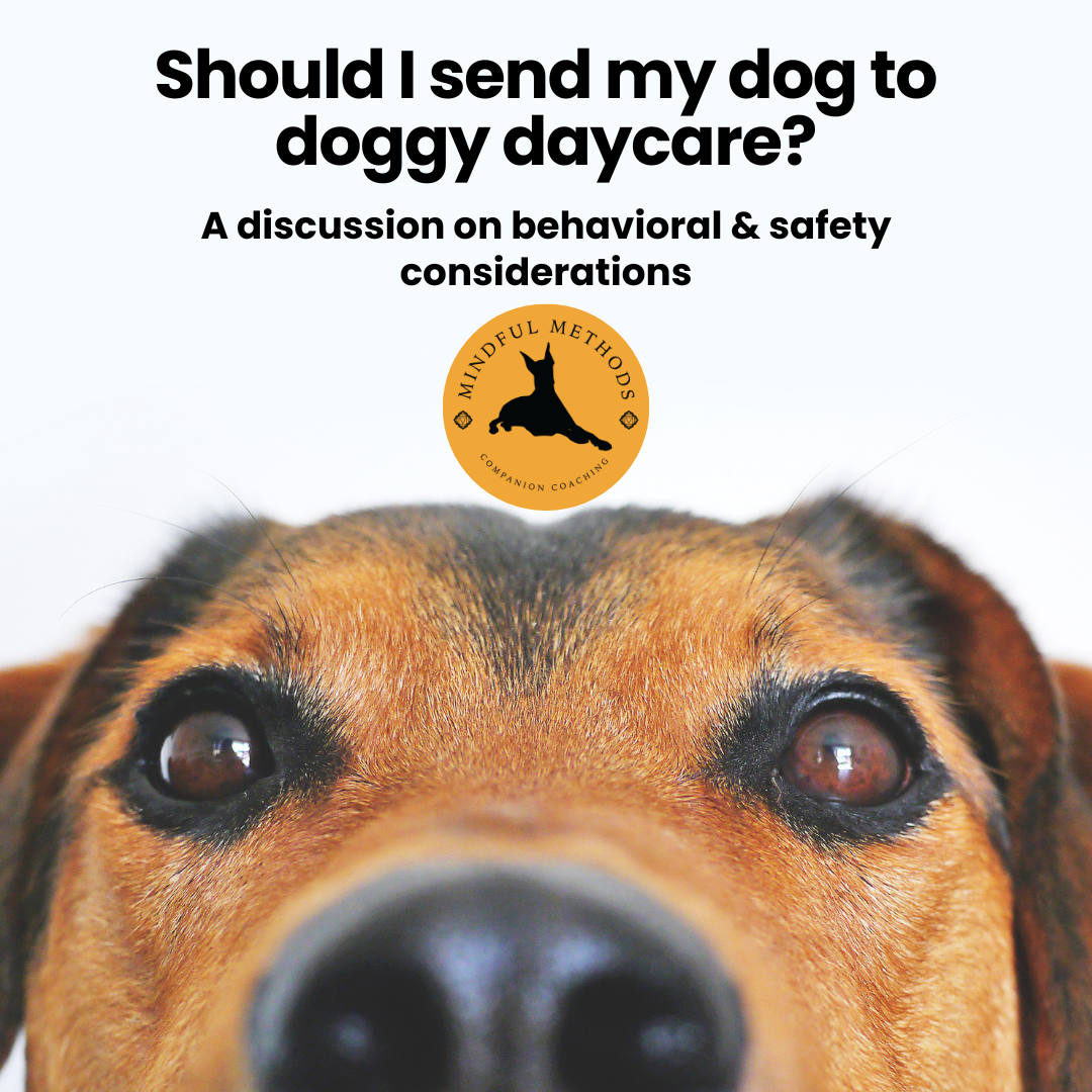 A dog is shown with his nose close up and eyes peeking over with the text "should I send my dog to doggy daycare?"