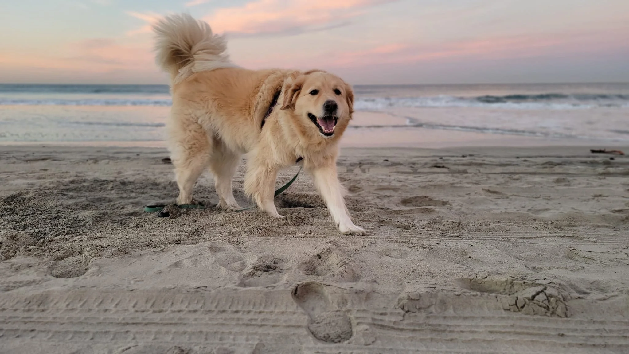 Golden Retriever, Daisy, runs on the beach happily