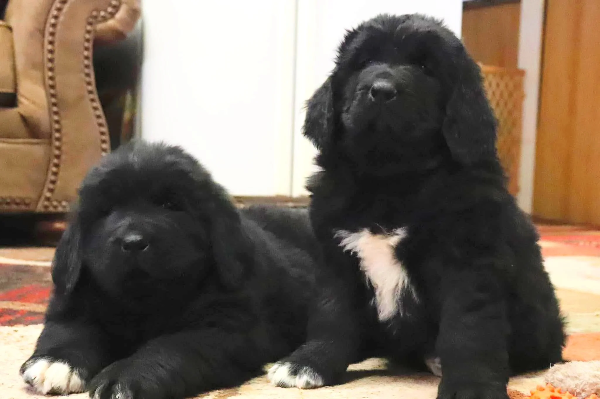 A Newfoundland Puppies, Twister and Triton, look at the camera