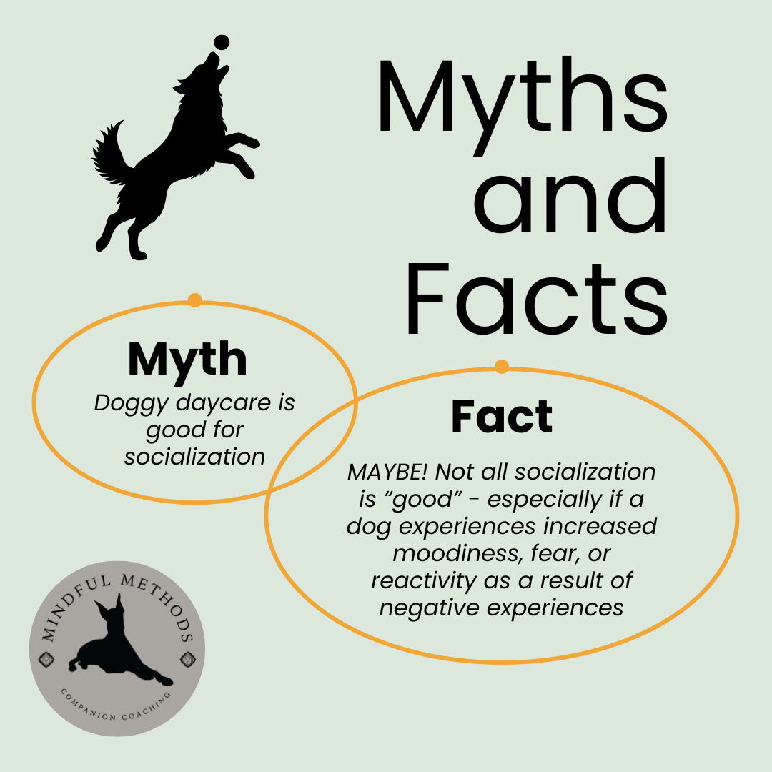 Myth: "doggy daycare is good for socialization". Fact: "MAYBE! Not all socialization is good socialization - especially if a dog experiences increased moodiness, fear, or reactivity as a result of negative experiences."